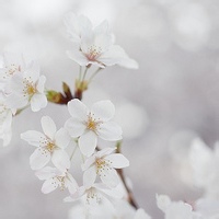 唯美花朵意境图片,花朵