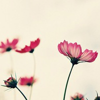 唯美花朵微信头像唯美花朵女生头像唯美花朵小