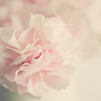 花开季节粉色系头像唯美漂亮的花朵