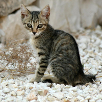 超可爱猫咪头像,可爱小猫咪卖萌图片