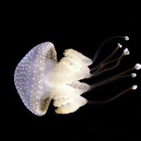 漂亮好看多彩水母微信头像图片无脊椎动物太神奇了