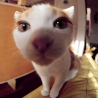 微信猫咪头像萌萌系,超萌猫咪头像,萌到爆的猫咪微信头像 微信猫咪头像萌萌系,超萌猫咪头像,萌到爆的猫咪微信头像