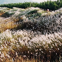 绽放生命色彩摄影大赛中国植物图像库