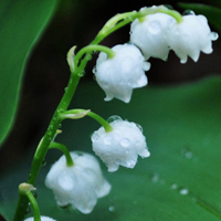 白色花朵头像,铃兰花图片,花语幸福归来