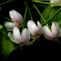 花朵头像图片使君子花花卉图片,白色的花朵,红色的花朵太美丽了