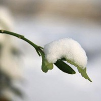 寒冷冬日来点绿,风景,花朵唯美头像图片,找回春天的感觉