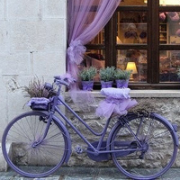 紫色单车 浪漫温馨