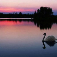 夕阳下的白天鹅