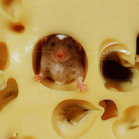 奶酪里的幸福老鼠 不想出