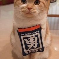 萌萌哒个性猫咪动物头像