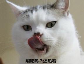 高冷的猫咪微信头像