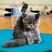 练瑜伽的猫星人个性微信