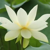个性荷花头像