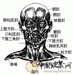 素描人物头像肌肉结构