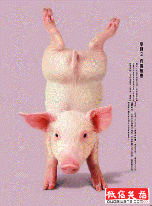 顺口溜太搞笑，猪的四大理想，肚子笑疼了！
